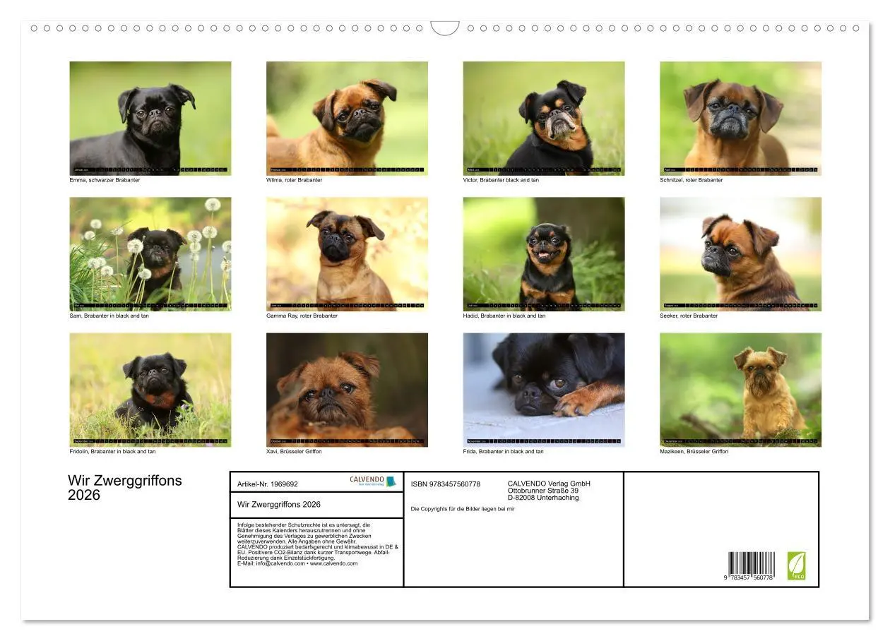 Bild: 9783457560778 | Wir Zwerggriffons 2026 (Wandkalender 2026 DIN A2 quer), CALVENDO...