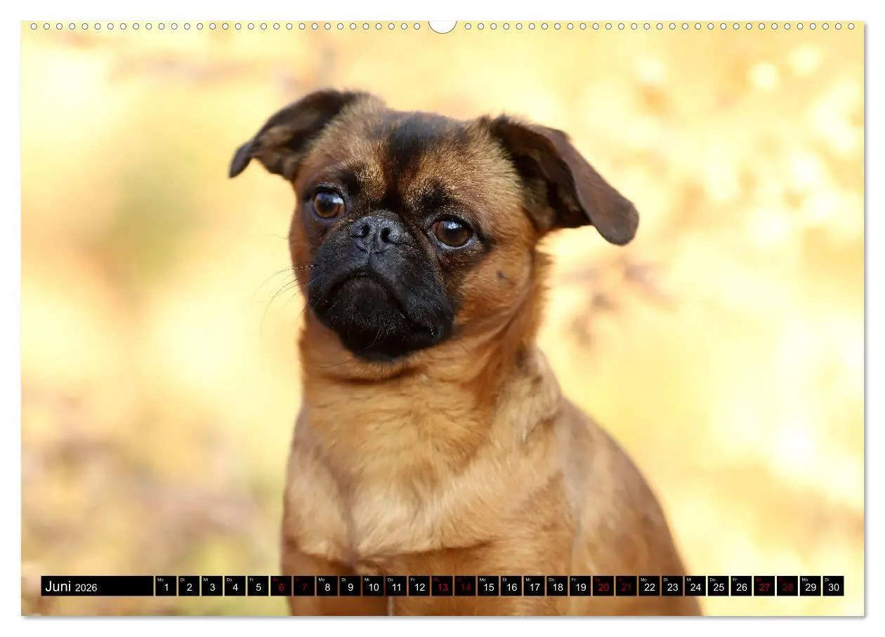 Bild: 9783457560778 | Wir Zwerggriffons 2026 (Wandkalender 2026 DIN A2 quer), CALVENDO...