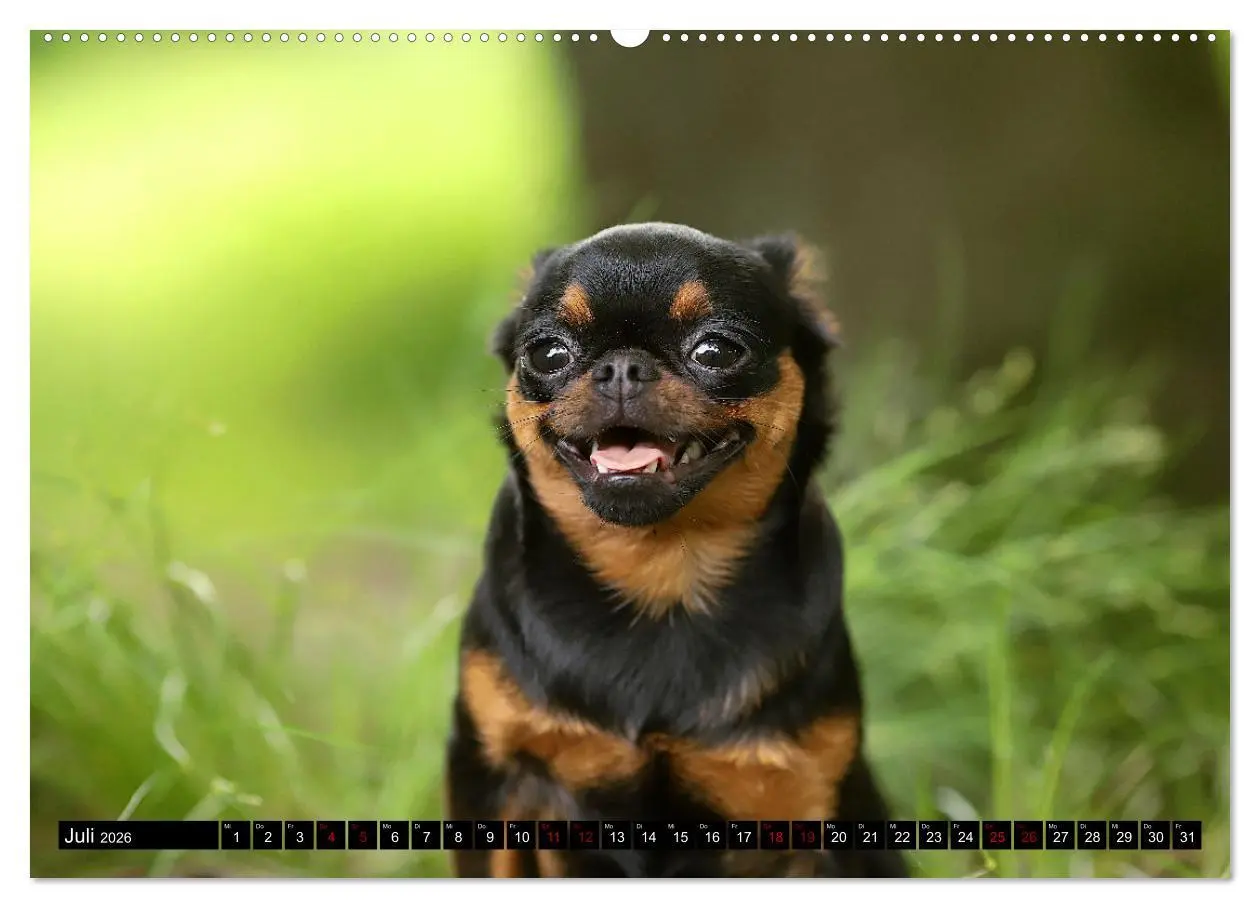 Bild: 9783457560778 | Wir Zwerggriffons 2026 (Wandkalender 2026 DIN A2 quer), CALVENDO...