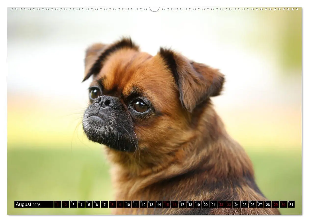 Bild: 9783457560778 | Wir Zwerggriffons 2026 (Wandkalender 2026 DIN A2 quer), CALVENDO...