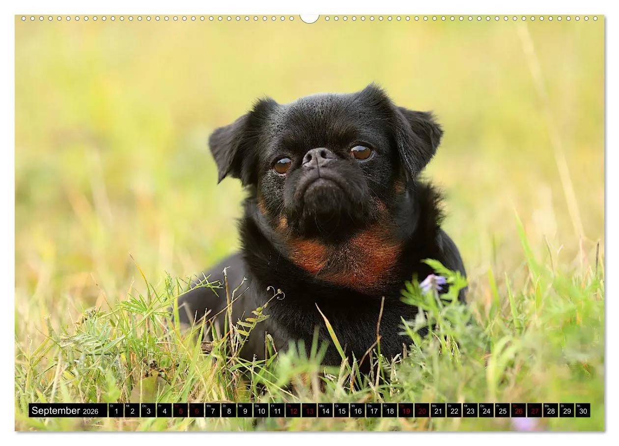Bild: 9783457560778 | Wir Zwerggriffons 2026 (Wandkalender 2026 DIN A2 quer), CALVENDO...