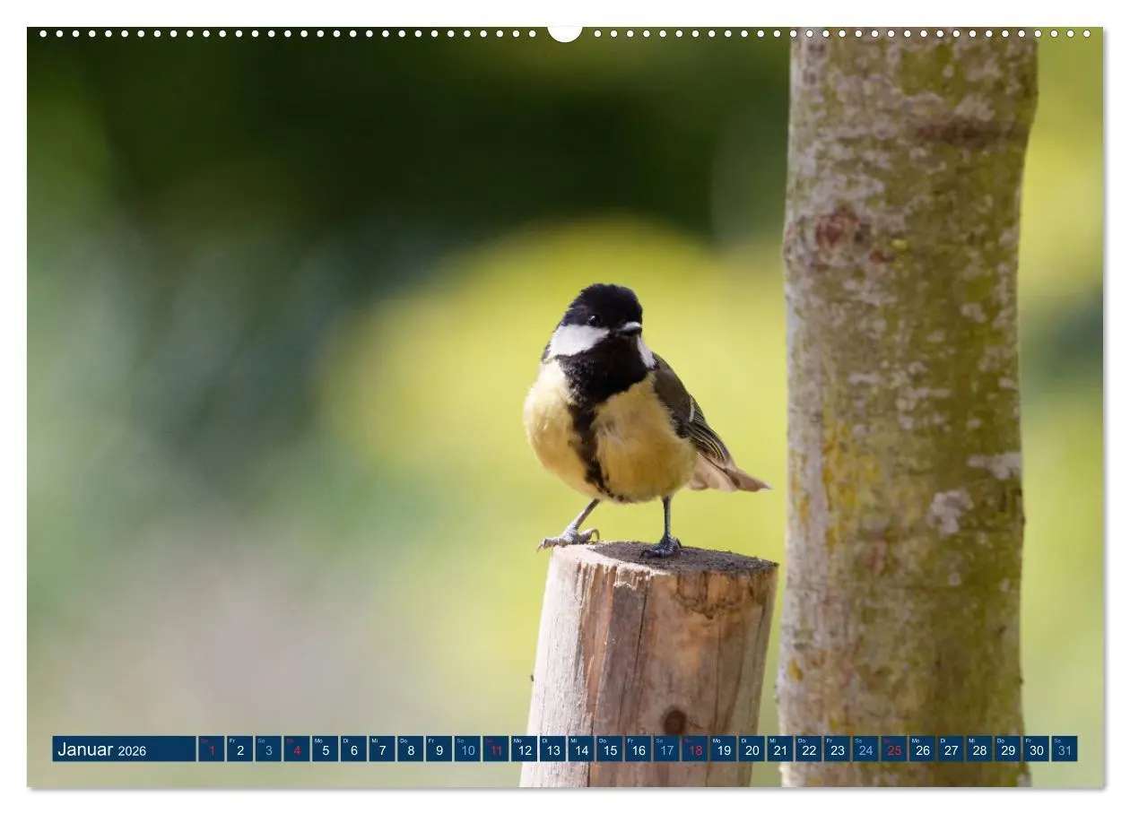 Bild: 9783457620878 | Kohlmeise - Fotografiert von Ostfriesenfotografie (Wandkalender...