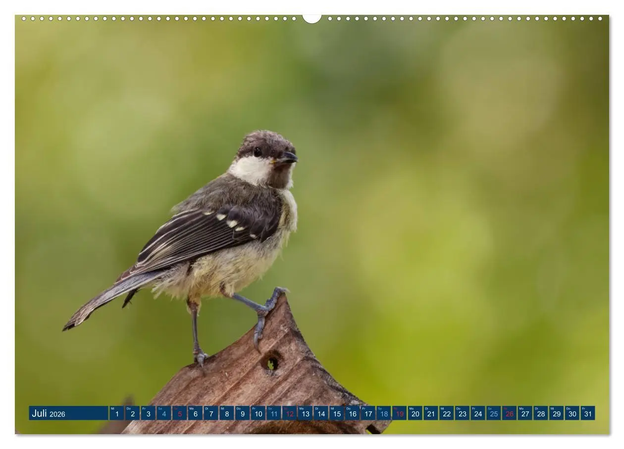 Bild: 9783457620878 | Kohlmeise - Fotografiert von Ostfriesenfotografie (Wandkalender...