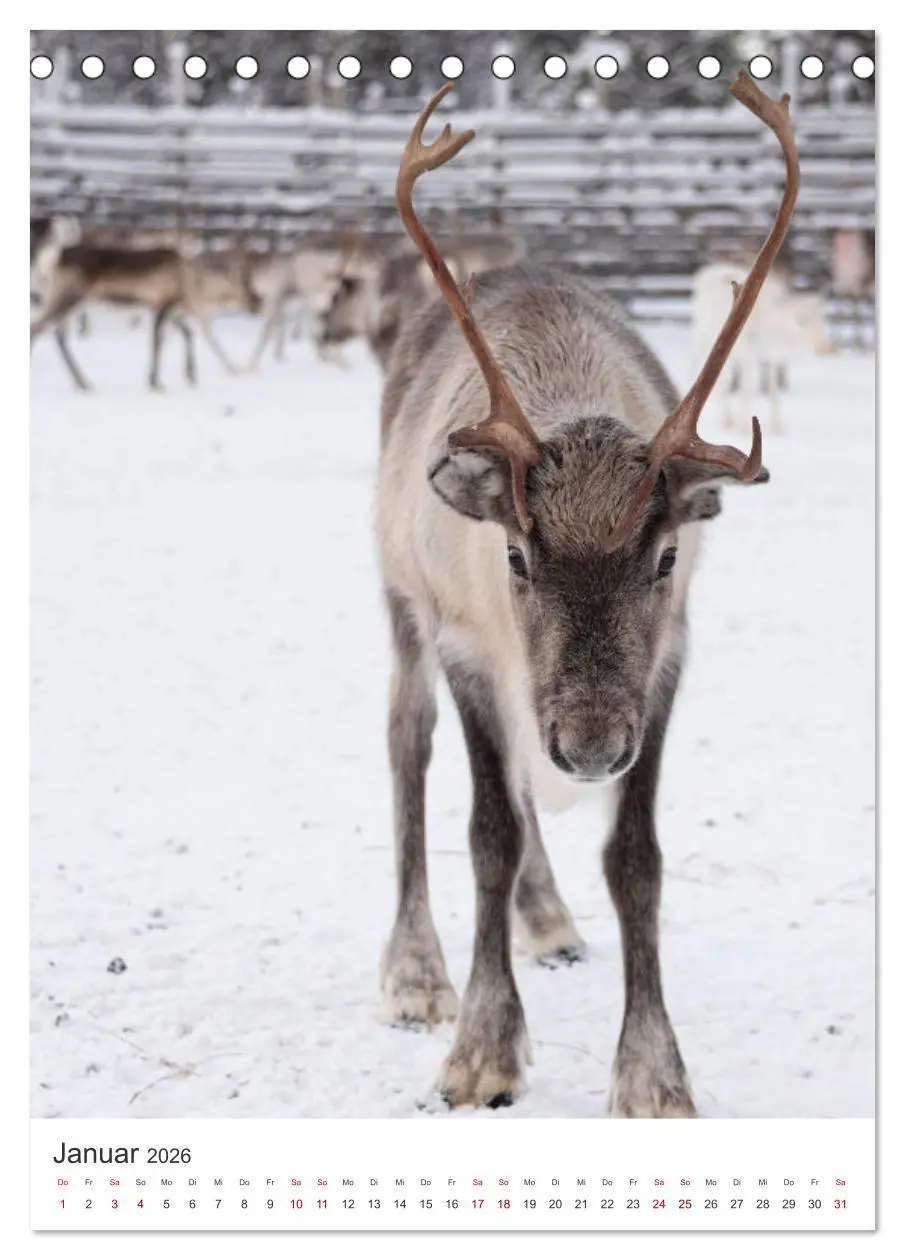 Bild: 9783516330878 | Winter in Lappland - Bezaubernde Schönheit (Tischkalender 2026 DIN...