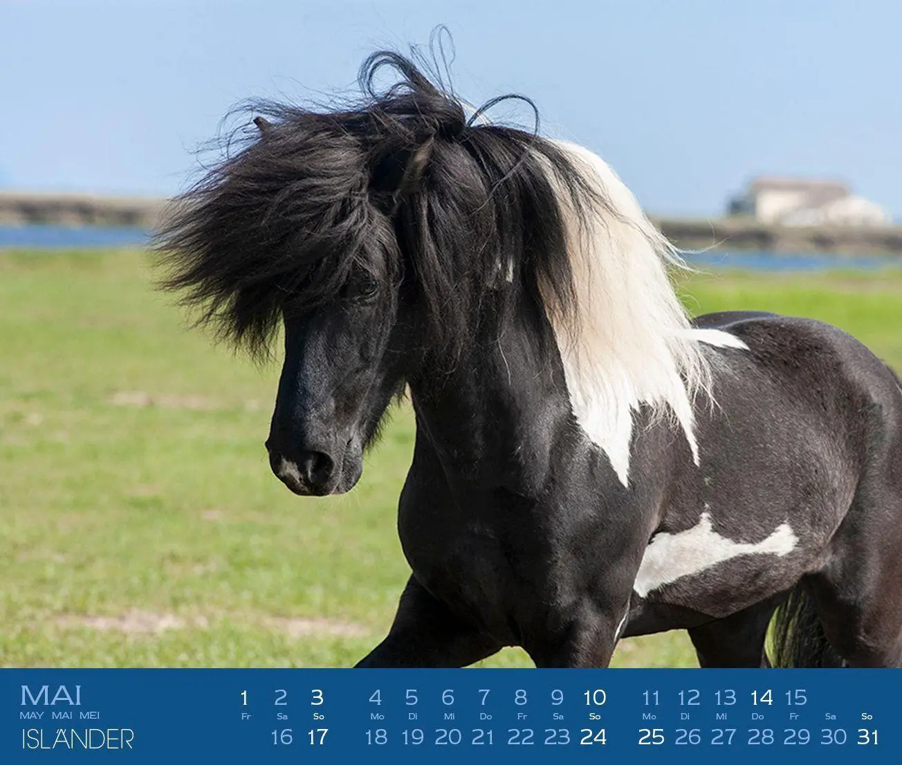 Bild: 9783964120878 | Isländer 2027 | Islandpferde | Gabriele Boiselle | Kalender | 13 S.