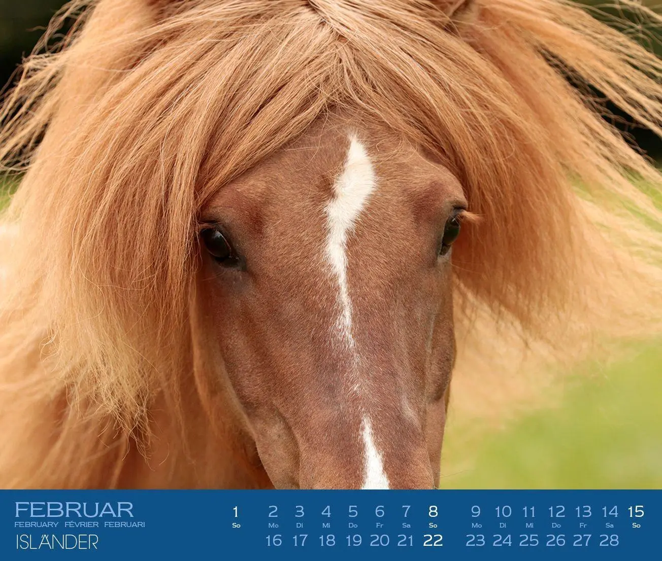 Bild: 9783964120878 | Isländer 2027 | Islandpferde | Gabriele Boiselle | Kalender | 13 S.