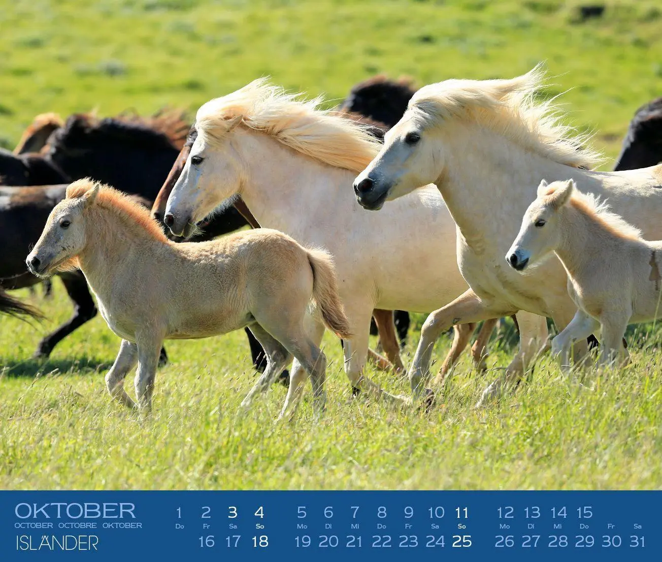 Bild: 9783964120878 | Isländer 2027 | Islandpferde | Gabriele Boiselle | Kalender | 13 S.
