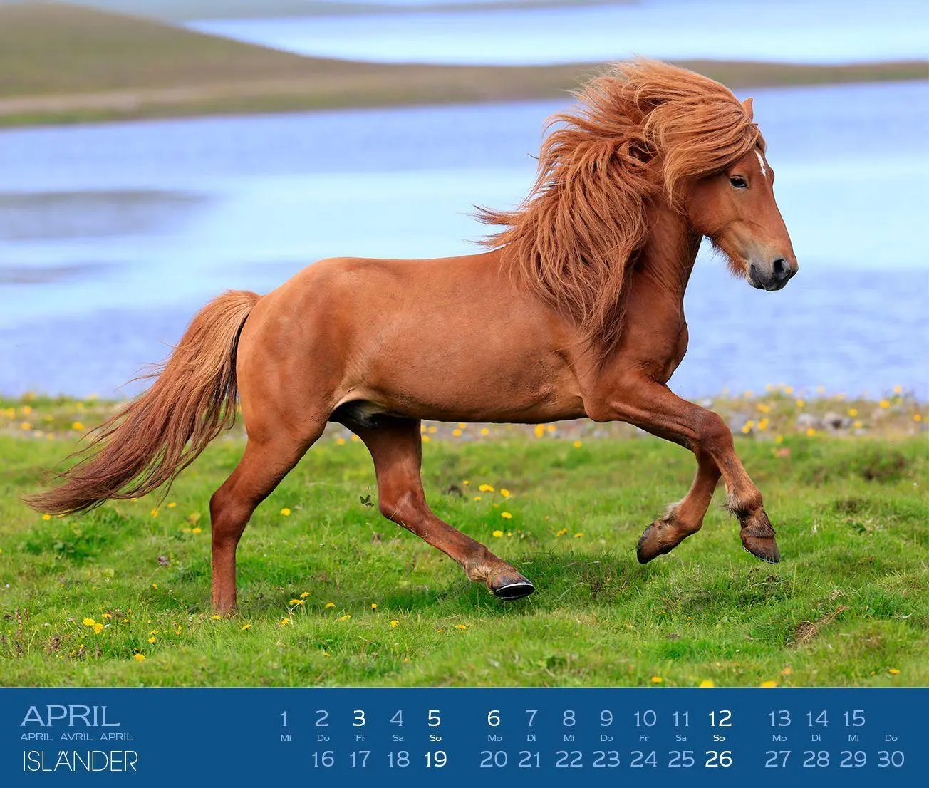 Bild: 9783964120878 | Isländer 2027 | Islandpferde | Gabriele Boiselle | Kalender | 13 S.