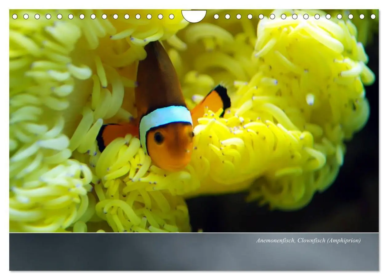 Bild: 9783435690978 | Bunte Riffbewohner - Fische, Anemonen und noch viel mehr...