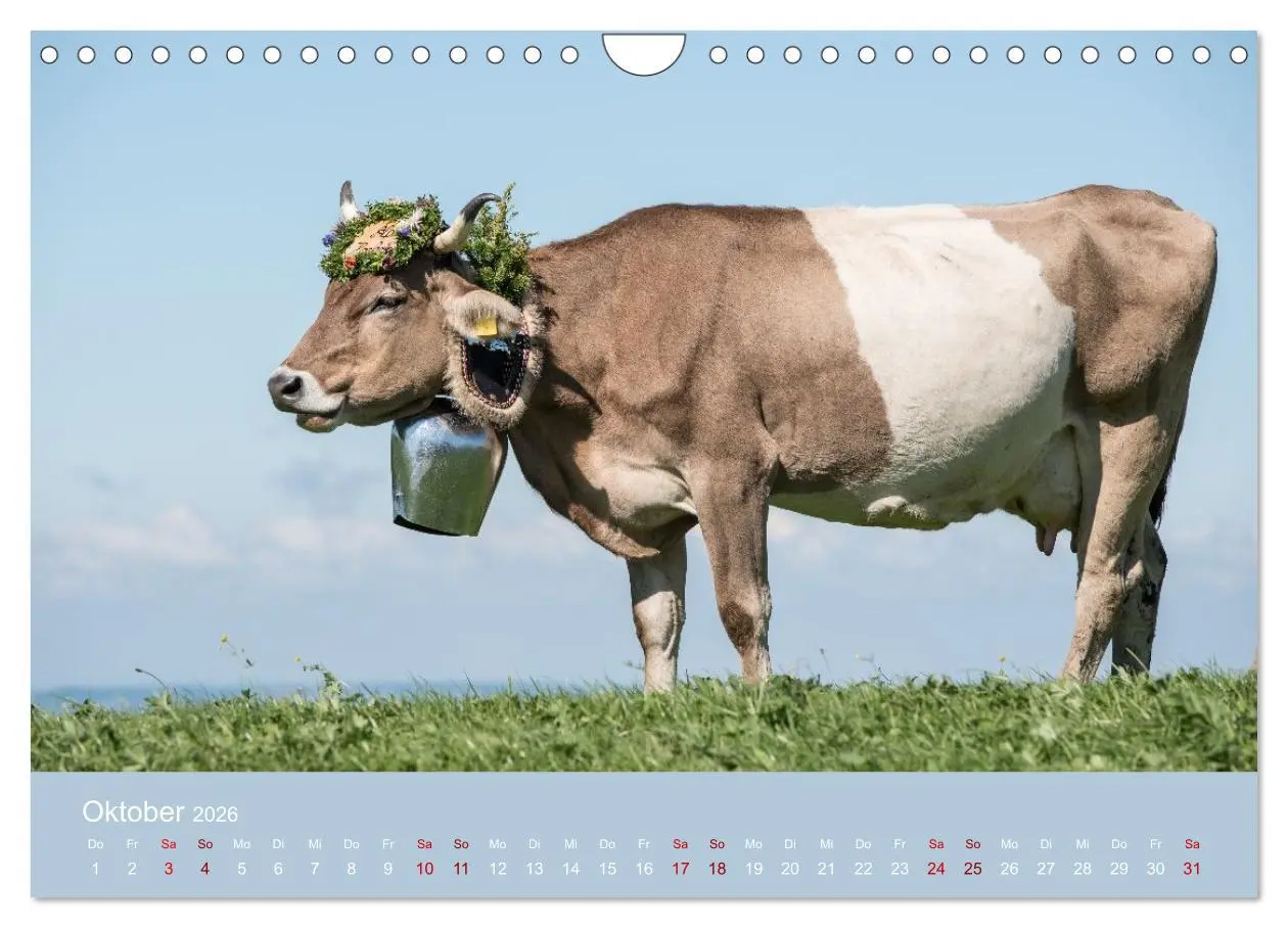 Bild: 9783457300978 | Allgäuer Rindvieh 2026 (Wandkalender 2026 DIN A4 quer), CALVENDO...