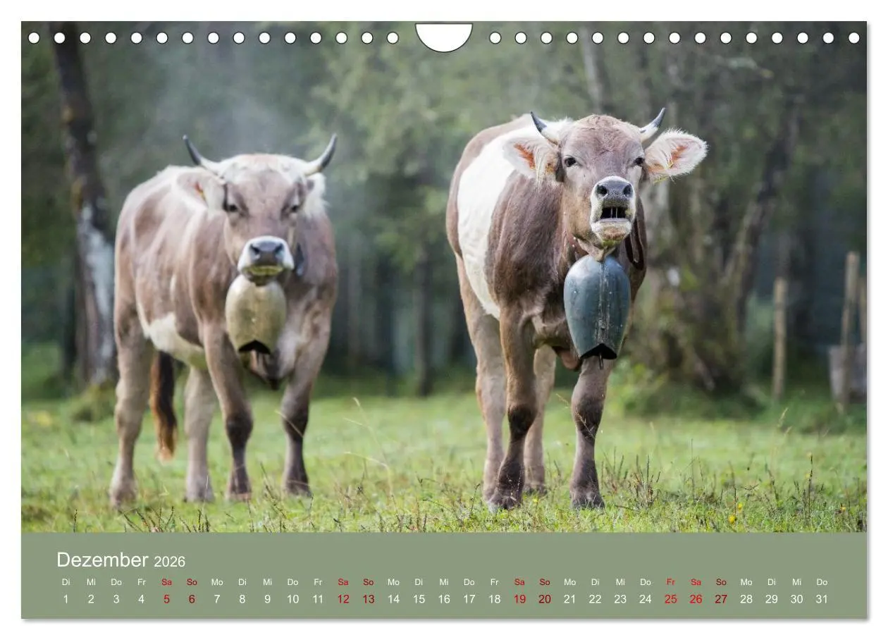 Bild: 9783457300978 | Allgäuer Rindvieh 2026 (Wandkalender 2026 DIN A4 quer), CALVENDO...