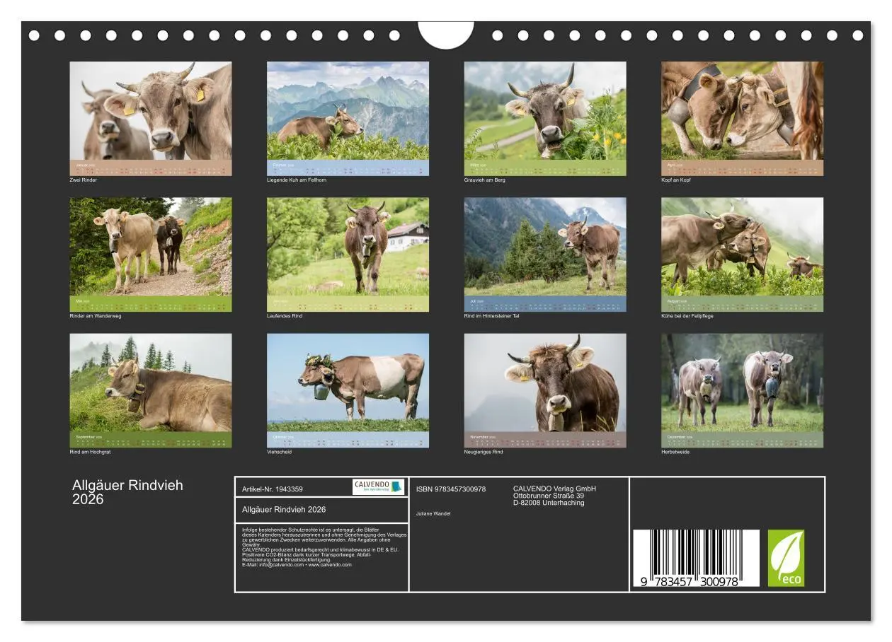 Bild: 9783457300978 | Allgäuer Rindvieh 2026 (Wandkalender 2026 DIN A4 quer), CALVENDO...