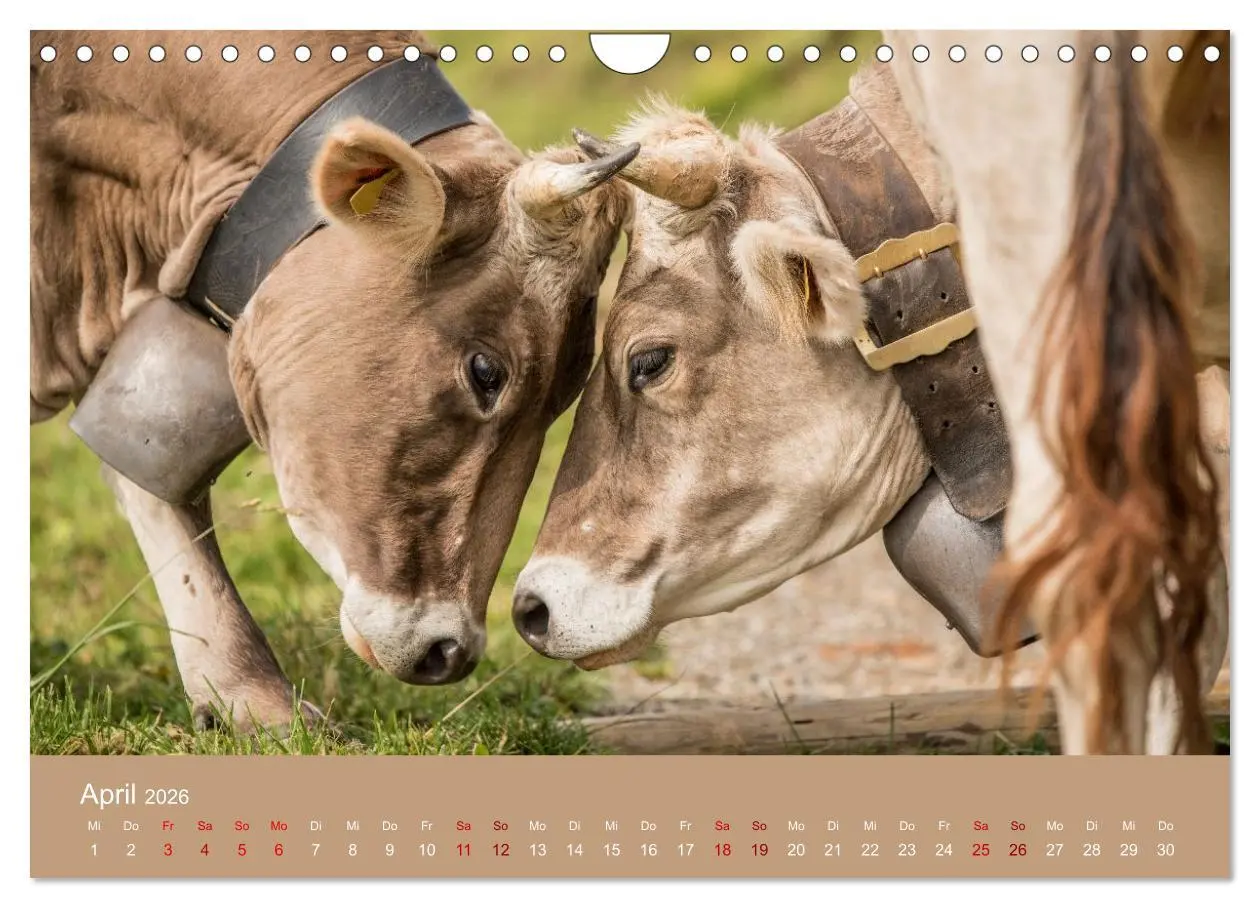 Bild: 9783457300978 | Allgäuer Rindvieh 2026 (Wandkalender 2026 DIN A4 quer), CALVENDO...