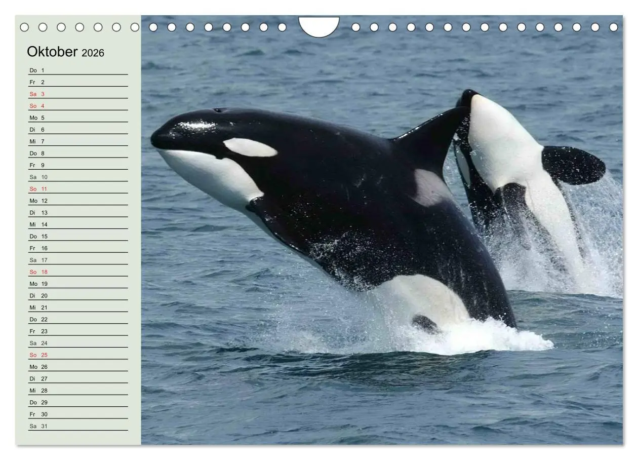 Bild: 9783516010978 | Leben in den Weltmeeren. Delfine, Wale und Haie (Wandkalender 2026...