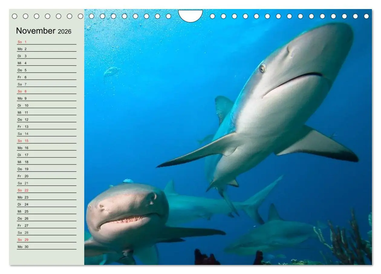 Bild: 9783516010978 | Leben in den Weltmeeren. Delfine, Wale und Haie (Wandkalender 2026...