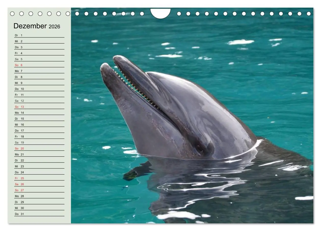 Bild: 9783516010978 | Leben in den Weltmeeren. Delfine, Wale und Haie (Wandkalender 2026...