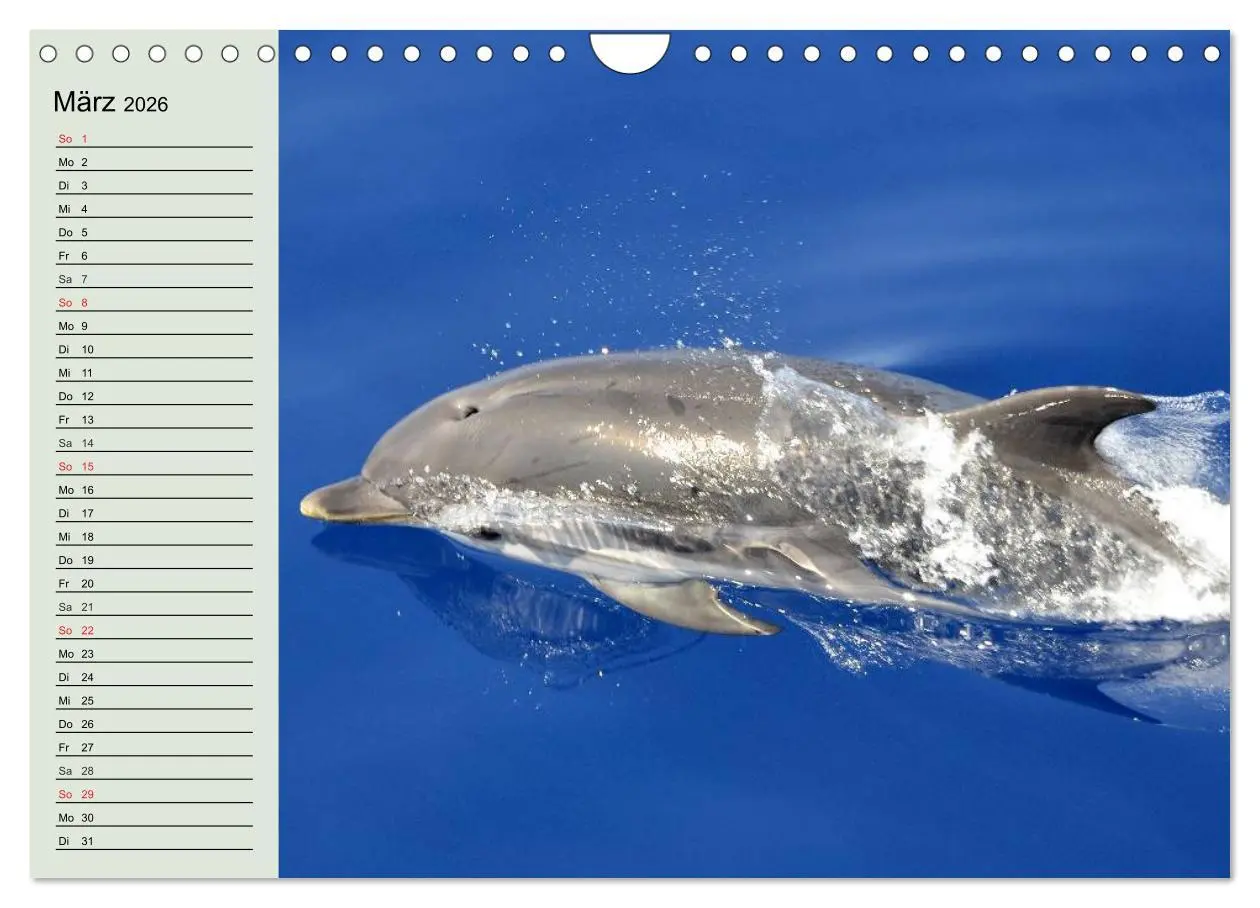 Bild: 9783516010978 | Leben in den Weltmeeren. Delfine, Wale und Haie (Wandkalender 2026...