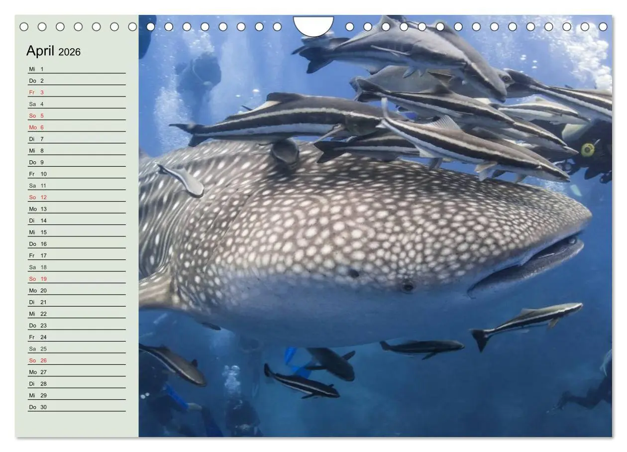 Bild: 9783516010978 | Leben in den Weltmeeren. Delfine, Wale und Haie (Wandkalender 2026...