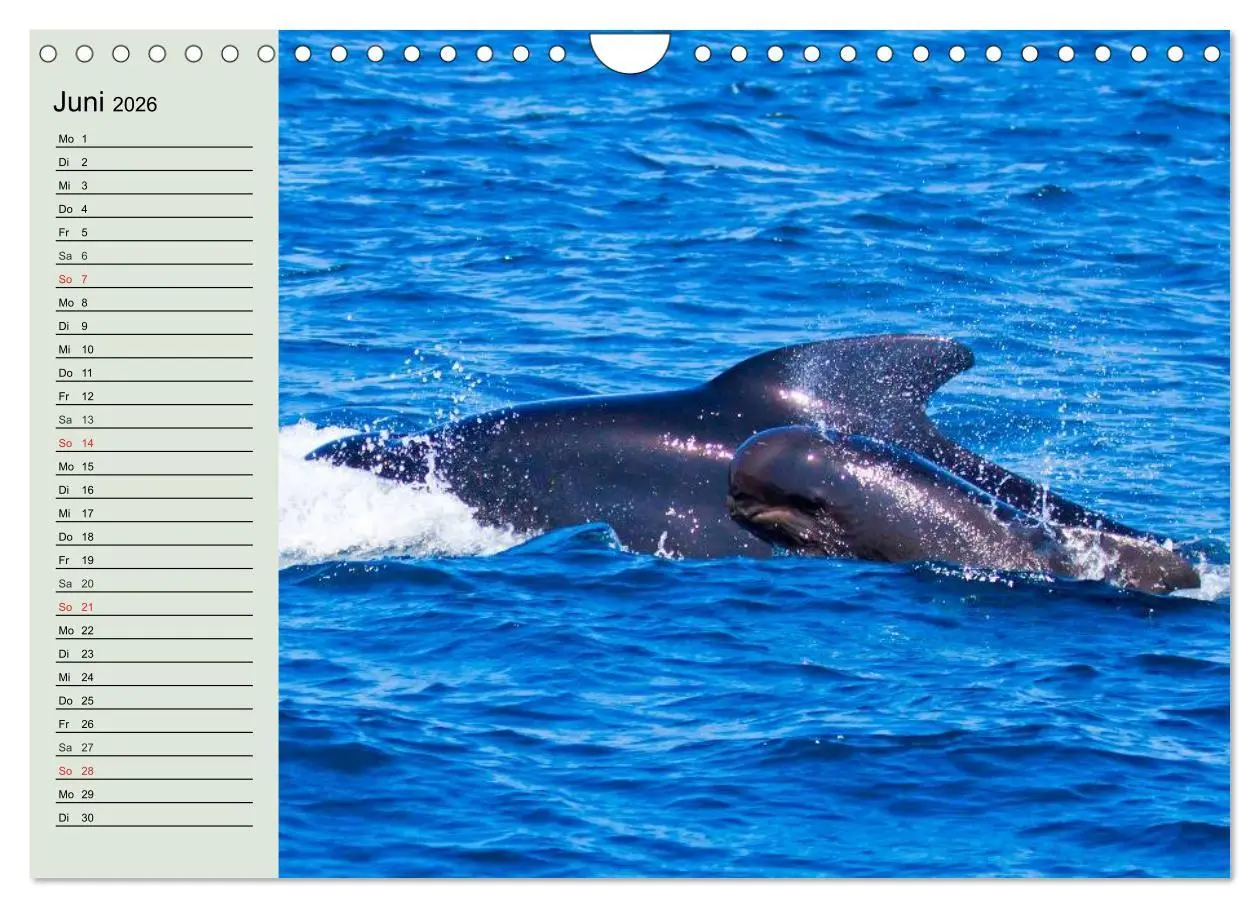 Bild: 9783516010978 | Leben in den Weltmeeren. Delfine, Wale und Haie (Wandkalender 2026...