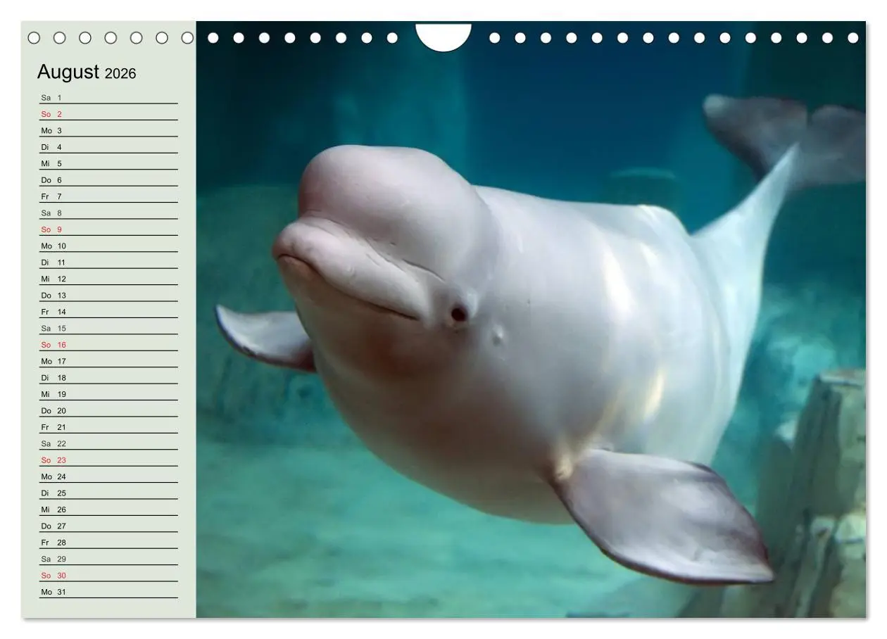Bild: 9783516010978 | Leben in den Weltmeeren. Delfine, Wale und Haie (Wandkalender 2026...