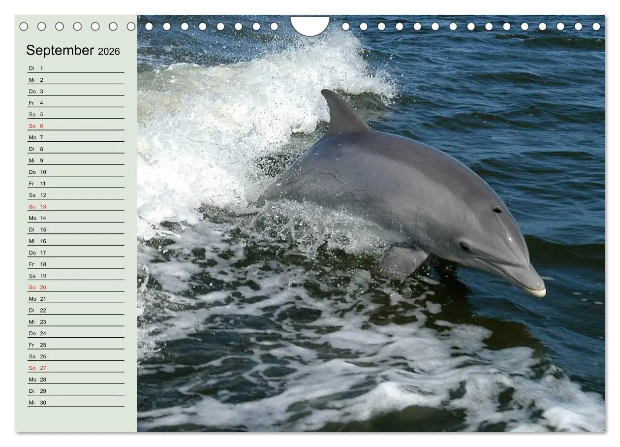 Bild: 9783516010978 | Leben in den Weltmeeren. Delfine, Wale und Haie (Wandkalender 2026...