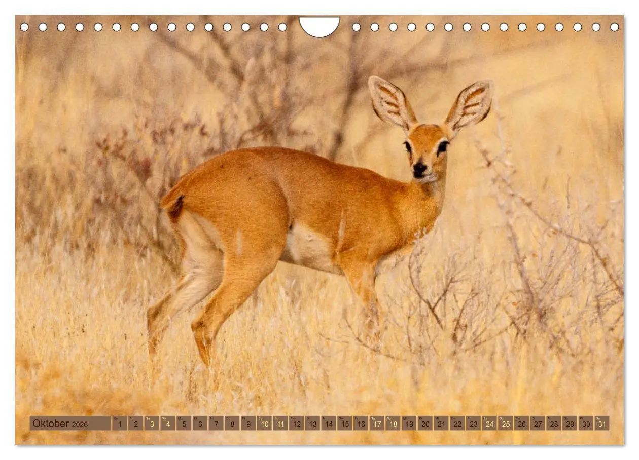 Bild: 9783457361078 | Wildlife Namibia - Etosha und Kalahari (Wandkalender 2026 DIN A4...