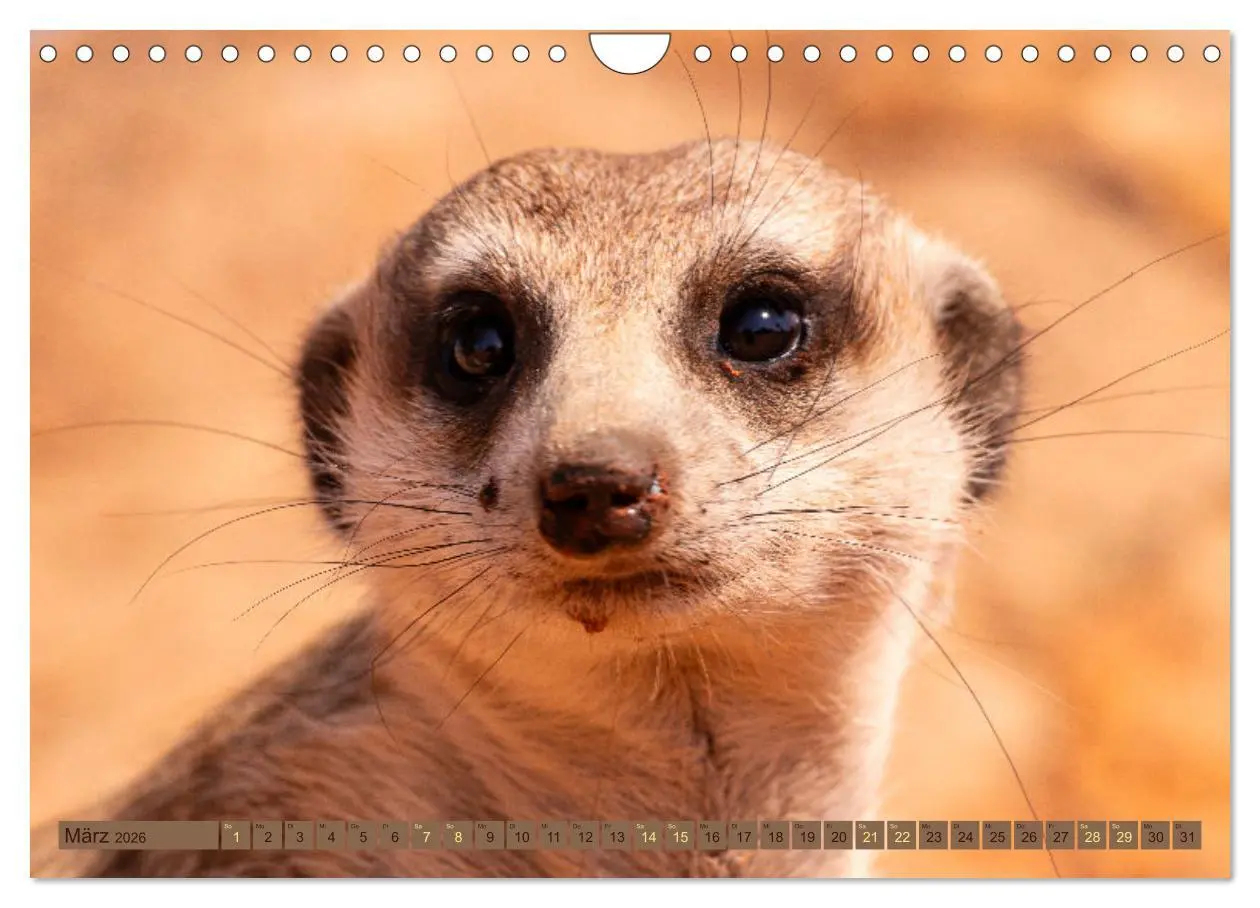 Bild: 9783457361078 | Wildlife Namibia - Etosha und Kalahari (Wandkalender 2026 DIN A4...