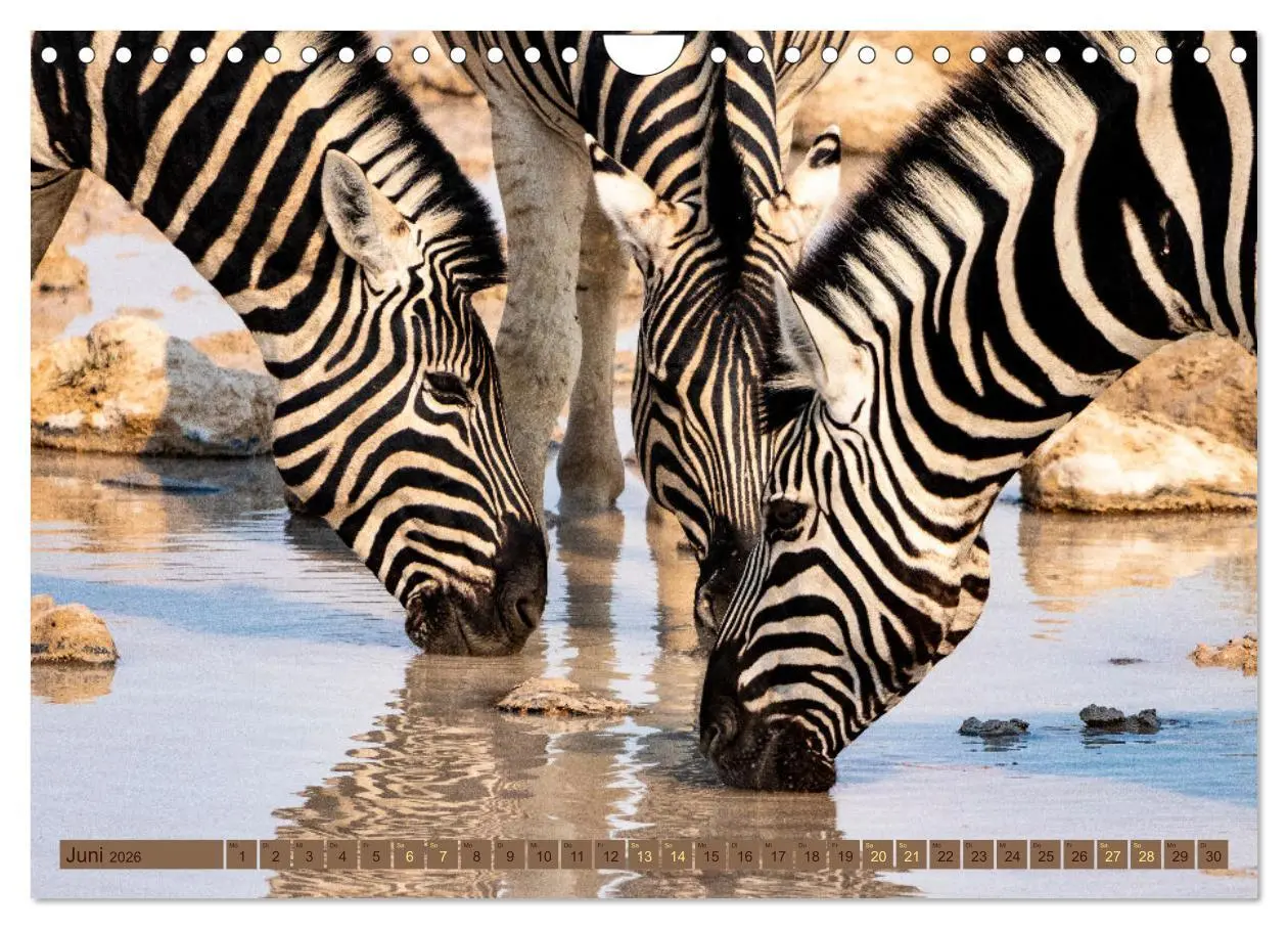 Bild: 9783457361078 | Wildlife Namibia - Etosha und Kalahari (Wandkalender 2026 DIN A4...