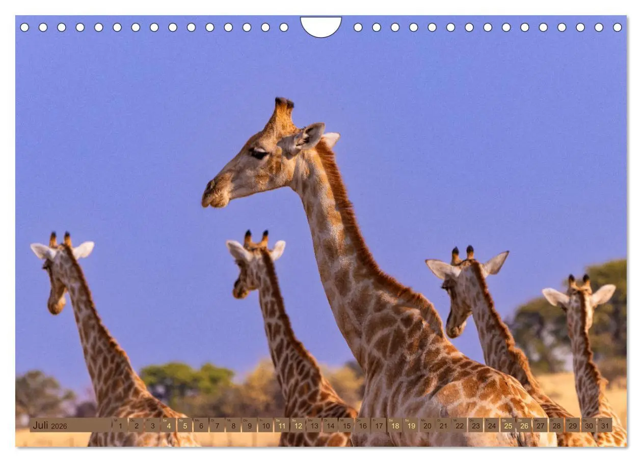 Bild: 9783457361078 | Wildlife Namibia - Etosha und Kalahari (Wandkalender 2026 DIN A4...