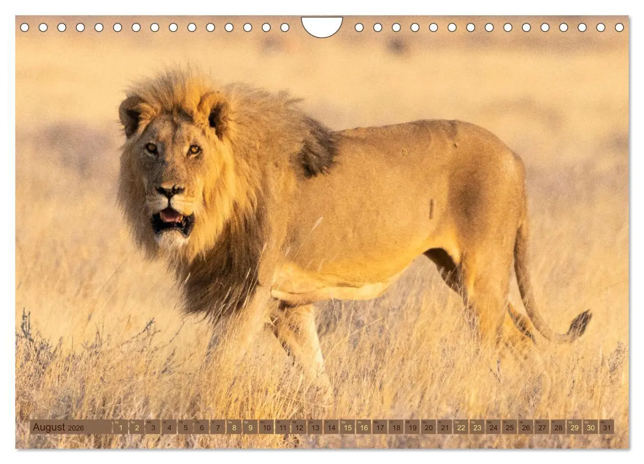 Bild: 9783457361078 | Wildlife Namibia - Etosha und Kalahari (Wandkalender 2026 DIN A4...