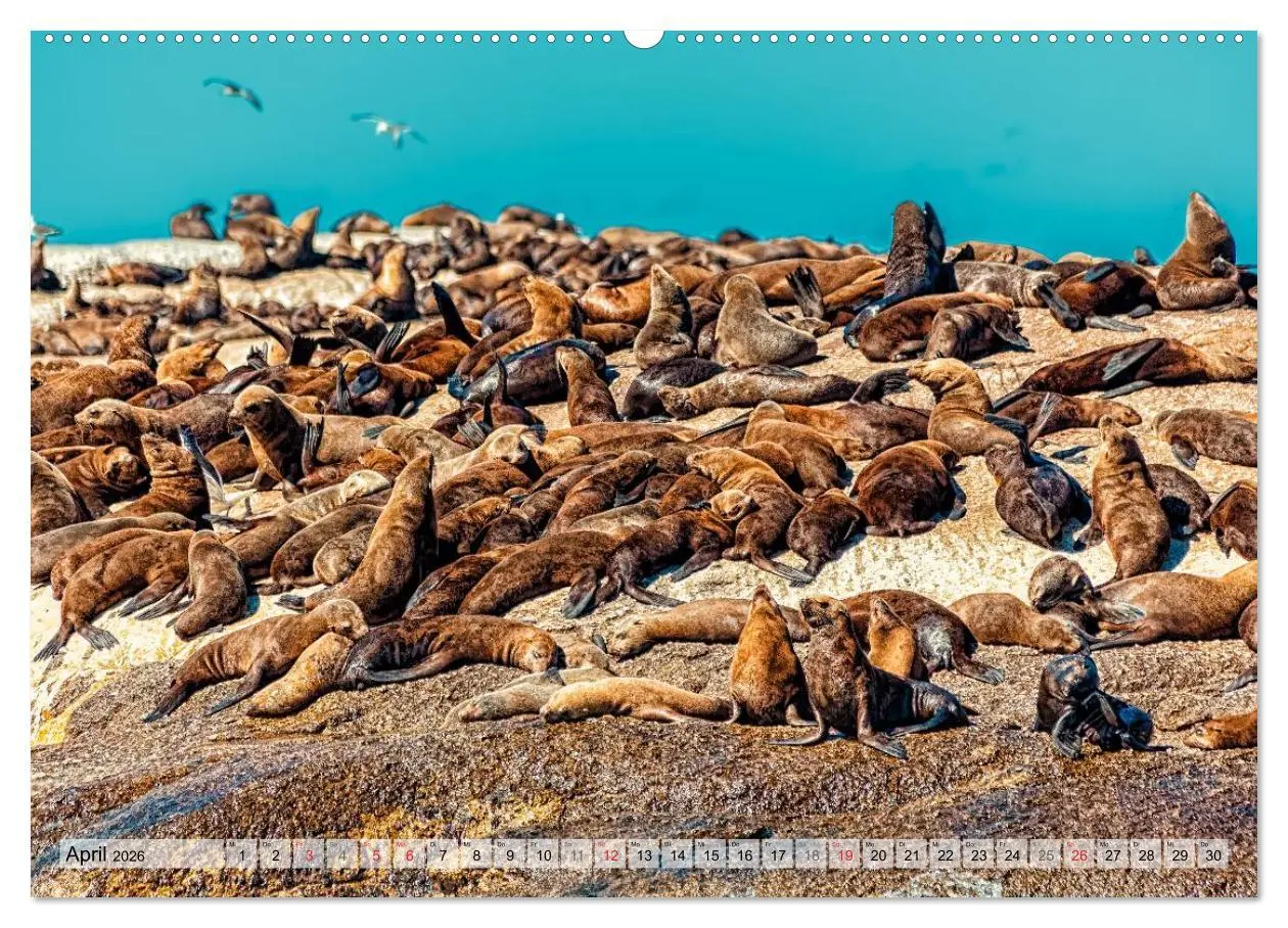 Bild: 9783516211078 | Westkap Südafrika (hochwertiger Premium Wandkalender 2026 DIN A2...