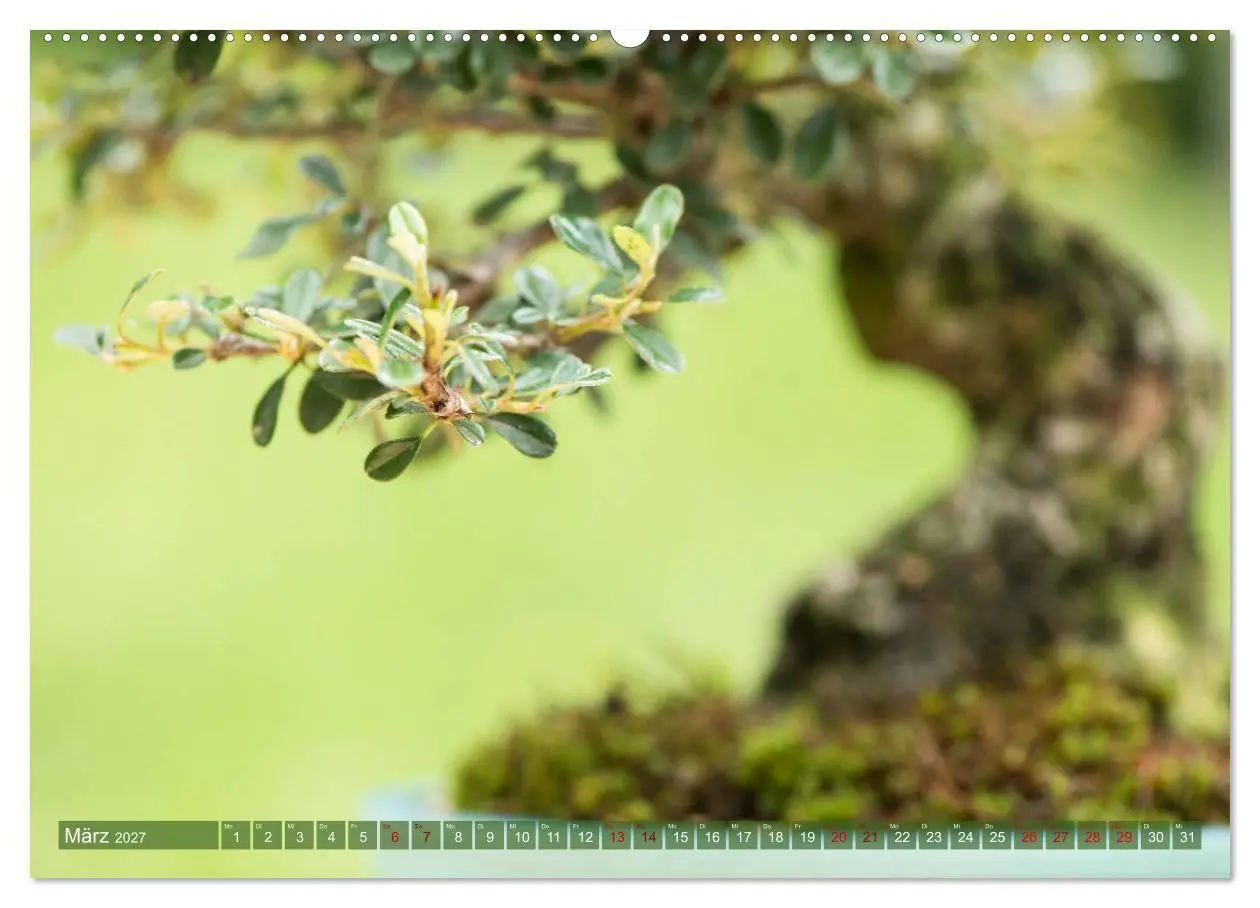 Bild: 9783569781078 | Bonsai ganz nah (hochwertiger Premium Wandkalender 2027 DIN A2...