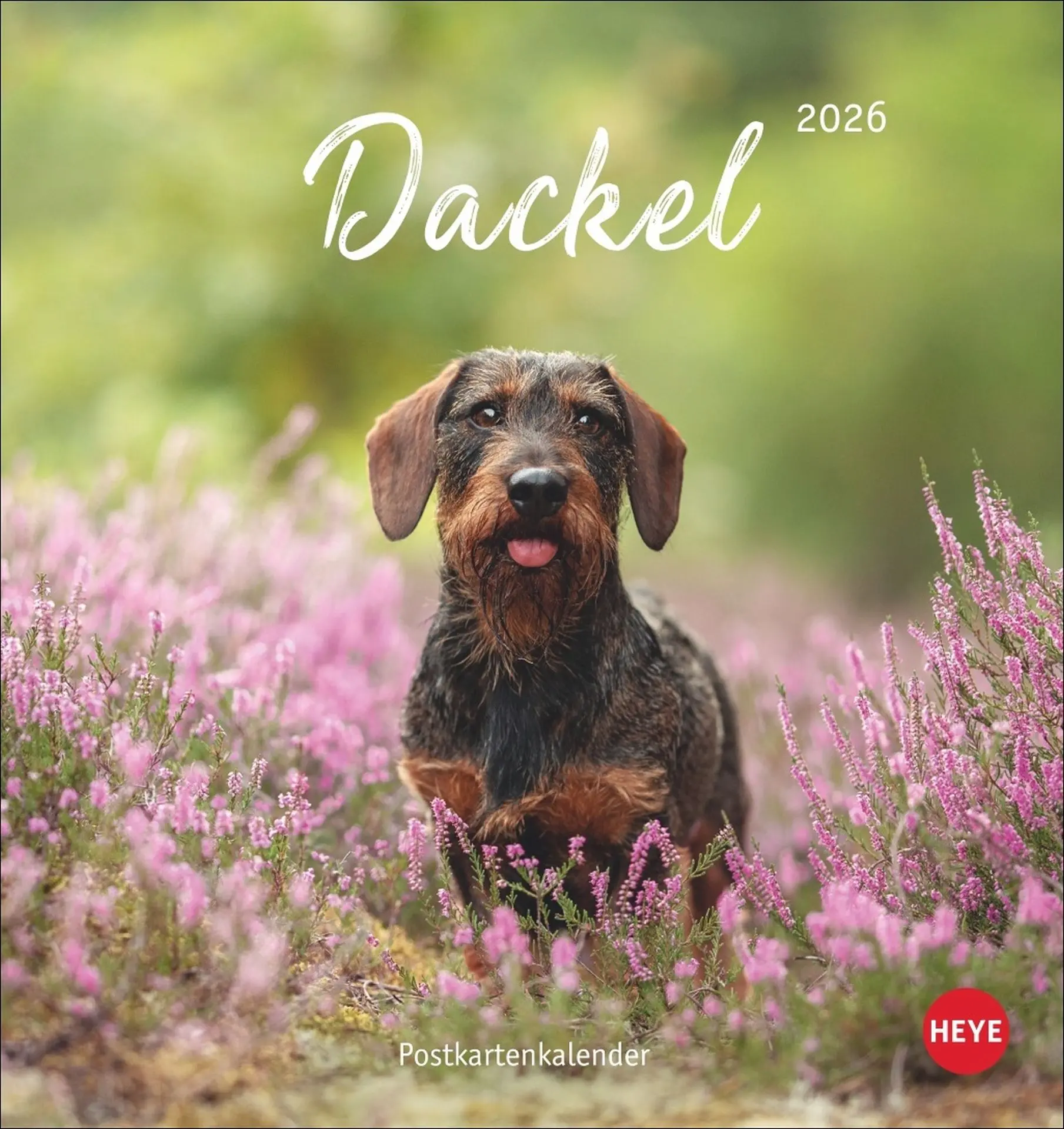 Cover: 9783756411078 | Dackel Postkartenkalender 2026 | Heye | Kalender | Spiralbindung
