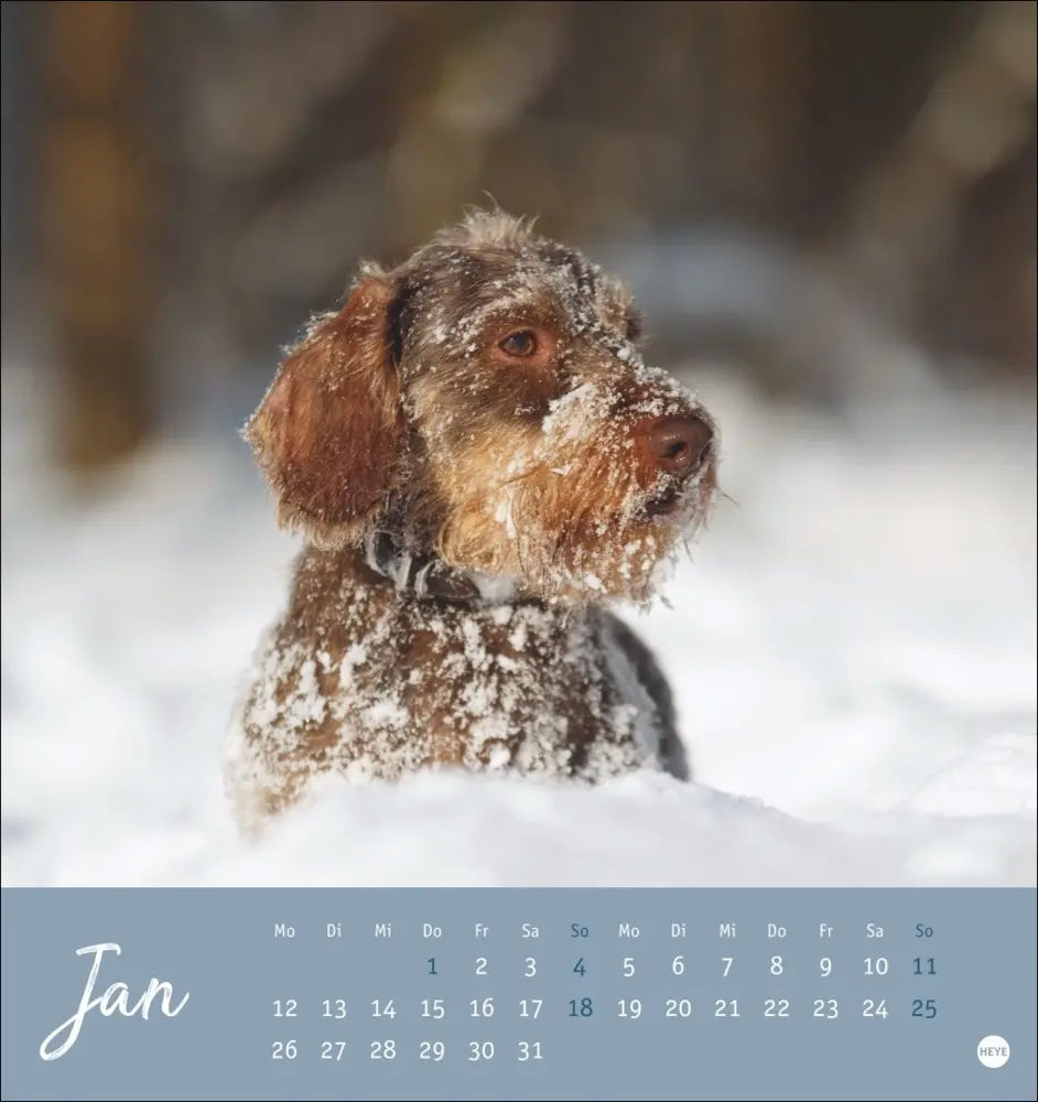 Bild: 9783756411078 | Dackel Postkartenkalender 2026 | Heye | Kalender | Spiralbindung