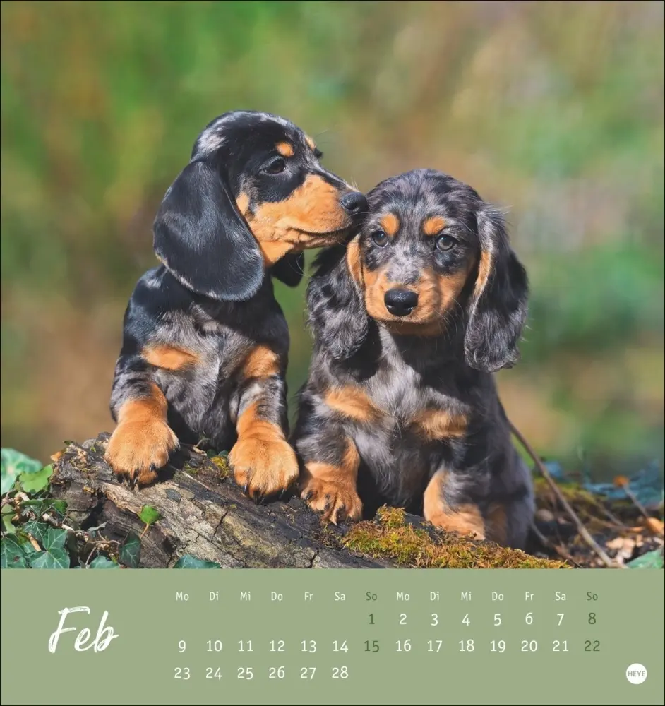 Bild: 9783756411078 | Dackel Postkartenkalender 2026 | Heye | Kalender | Spiralbindung