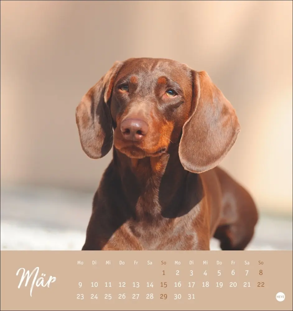 Bild: 9783756411078 | Dackel Postkartenkalender 2026 | Heye | Kalender | Spiralbindung