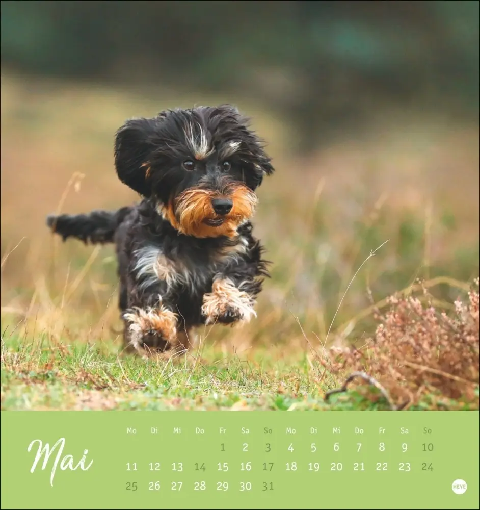 Bild: 9783756411078 | Dackel Postkartenkalender 2026 | Heye | Kalender | Spiralbindung