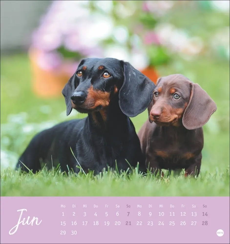 Bild: 9783756411078 | Dackel Postkartenkalender 2026 | Heye | Kalender | Spiralbindung