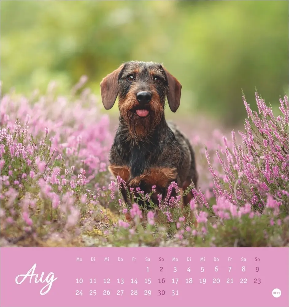 Bild: 9783756411078 | Dackel Postkartenkalender 2026 | Heye | Kalender | Spiralbindung