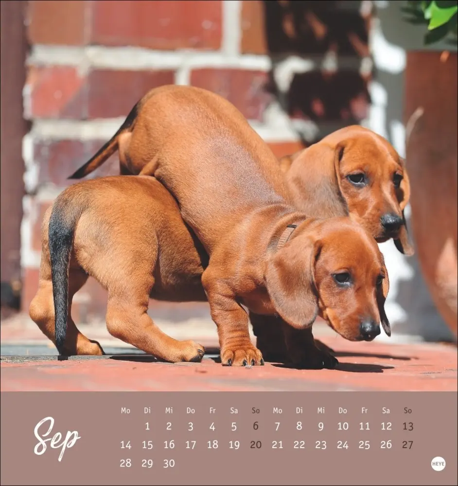 Bild: 9783756411078 | Dackel Postkartenkalender 2026 | Heye | Kalender | Spiralbindung