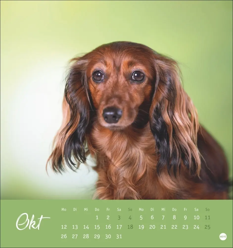 Bild: 9783756411078 | Dackel Postkartenkalender 2026 | Heye | Kalender | Spiralbindung