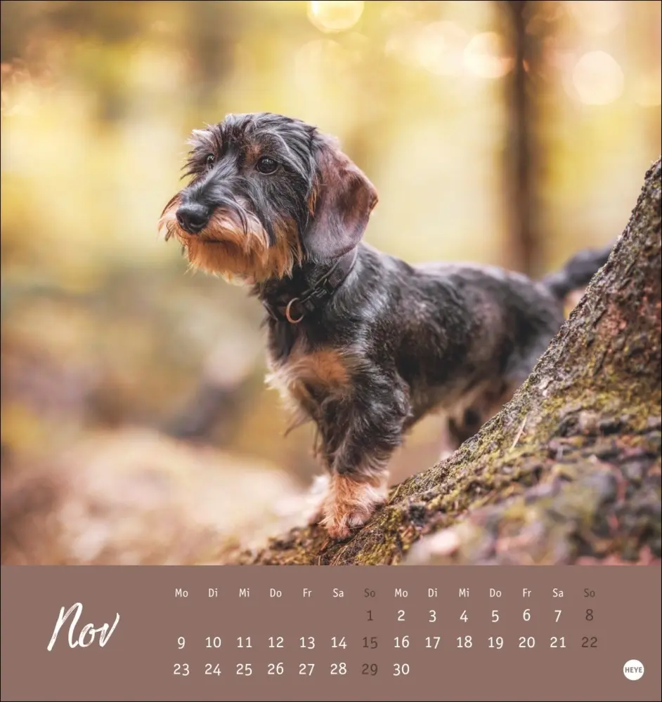 Bild: 9783756411078 | Dackel Postkartenkalender 2026 | Heye | Kalender | Spiralbindung
