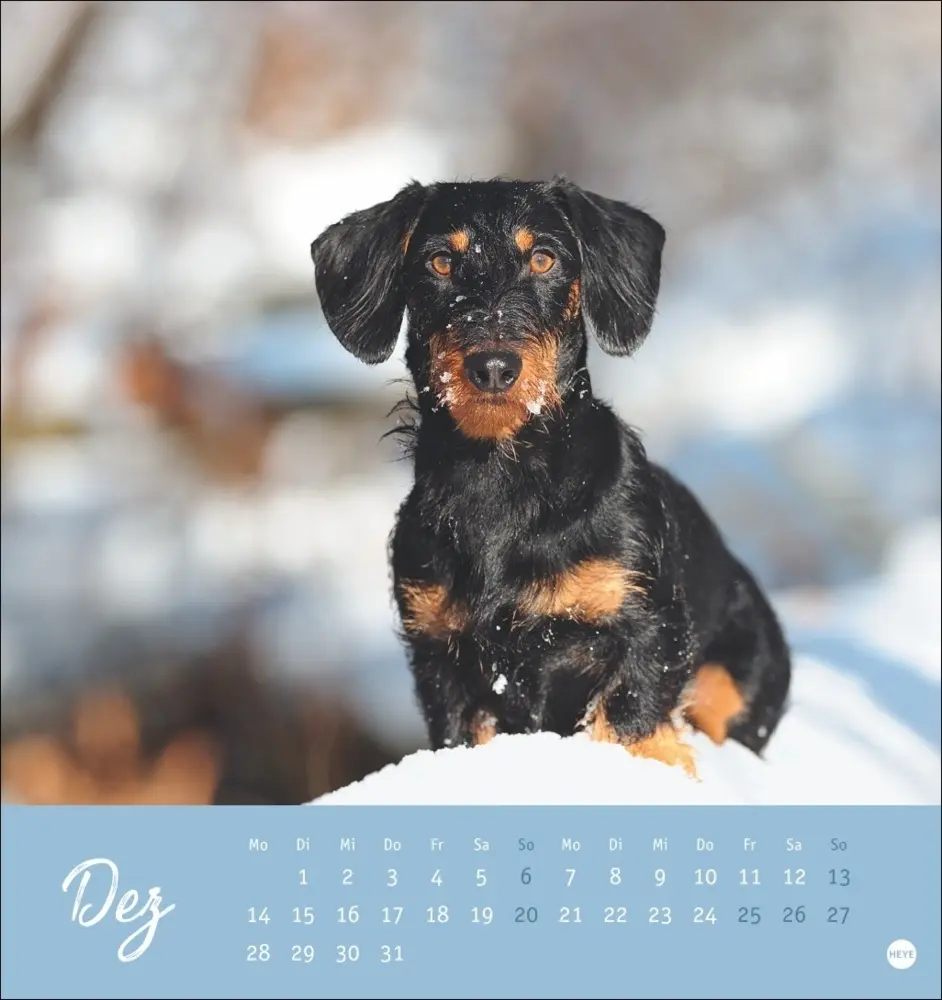 Bild: 9783756411078 | Dackel Postkartenkalender 2026 | Heye | Kalender | Spiralbindung