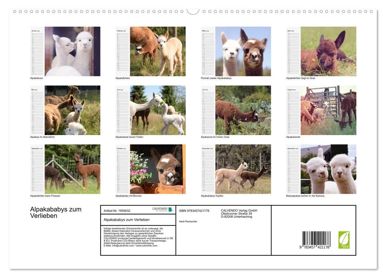 Bild: 9783457421178 | Alpakababys zum Verlieben (hochwertiger Premium Wandkalender 2026...