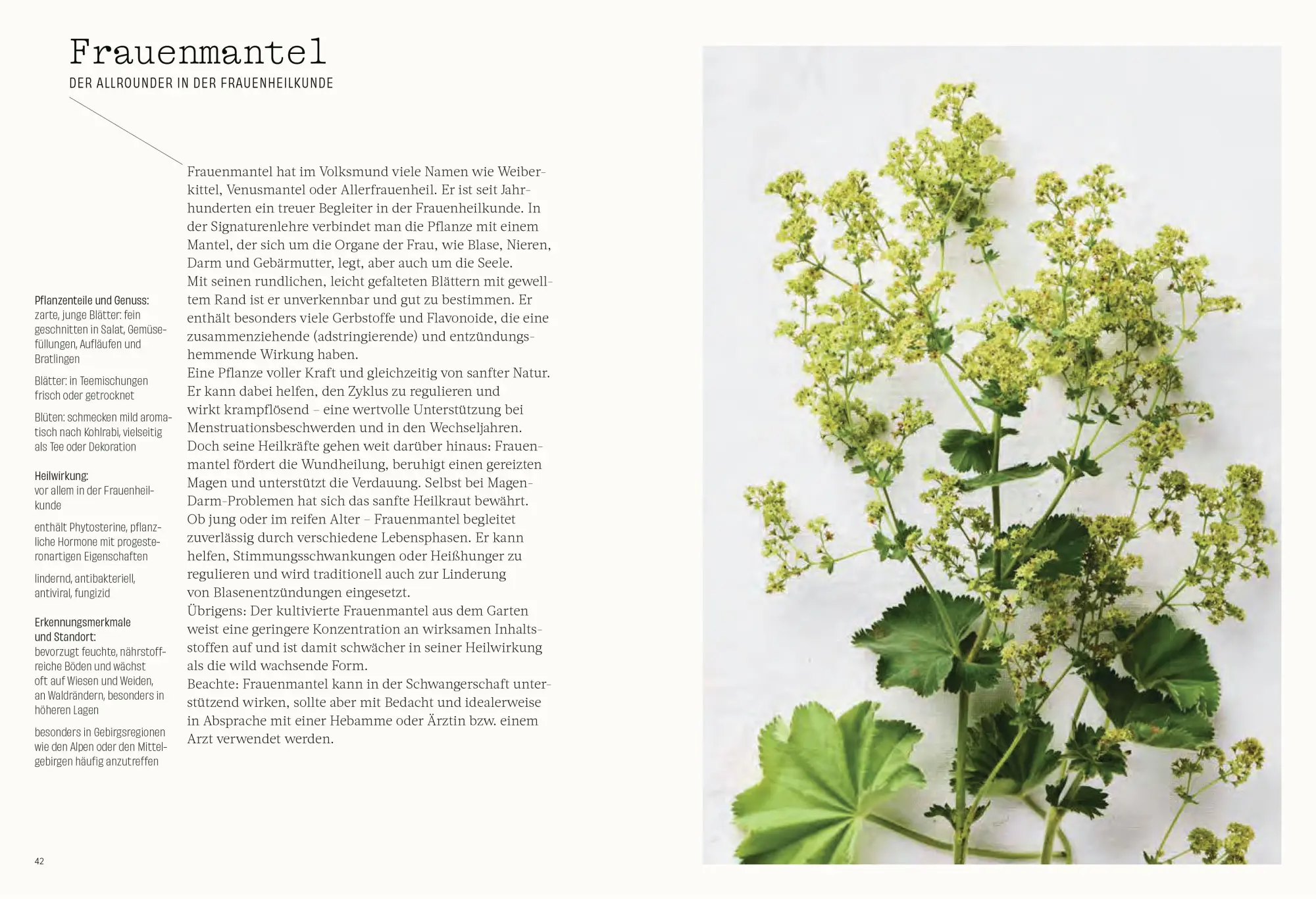 Bild: 9783799521178 | Wild. Kräuter. Vielfalt | Vera Mücke (u. a.) | Buch | 184 S. | Deutsch