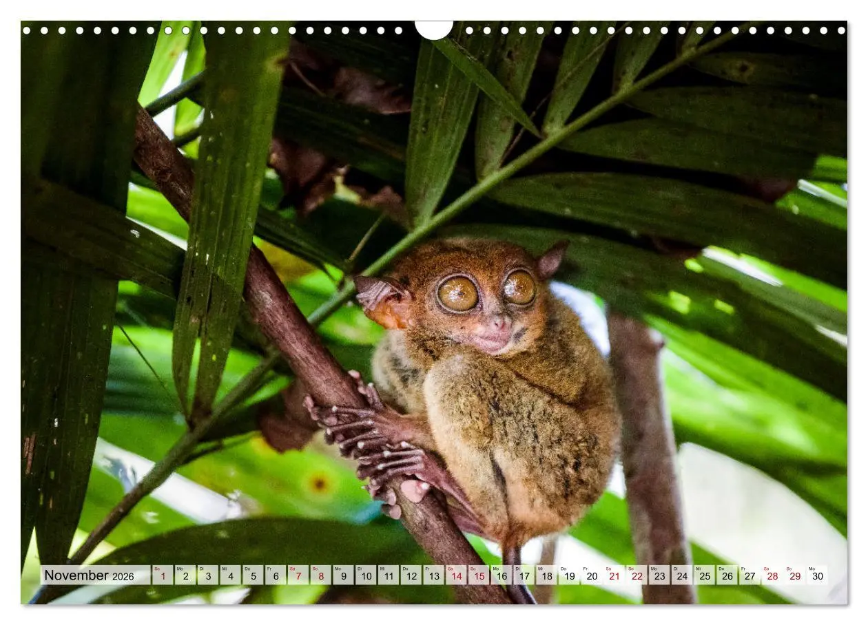 Bild: 9783457571378 | Philippinen - Land der Naturwunder (Wandkalender 2026 DIN A3 quer),...