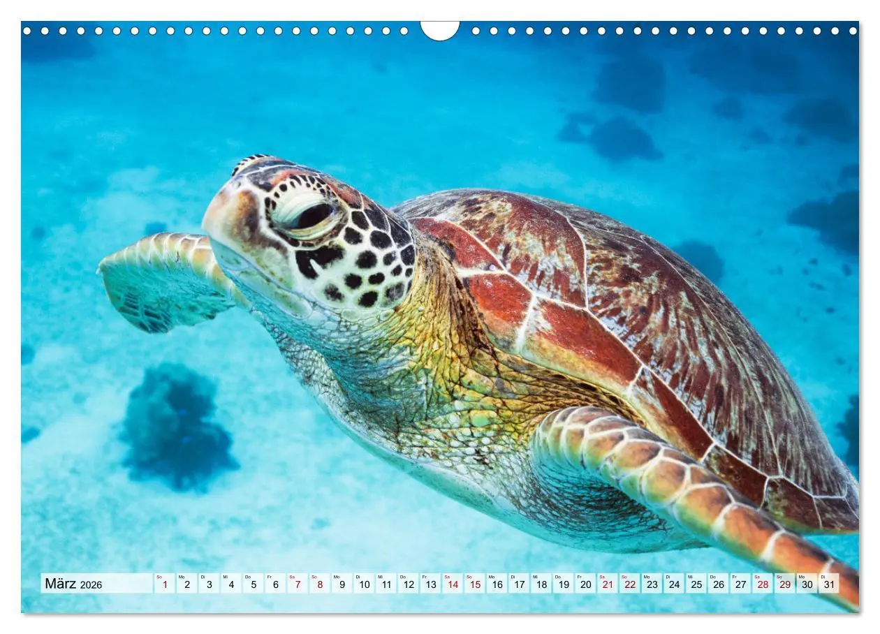 Bild: 9783457571378 | Philippinen - Land der Naturwunder (Wandkalender 2026 DIN A3 quer),...