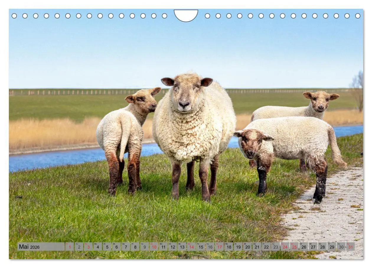 Bild: 9783457641378 | NORDDEICH-LIEBE (Wandkalender 2026 DIN A4 quer), CALVENDO...