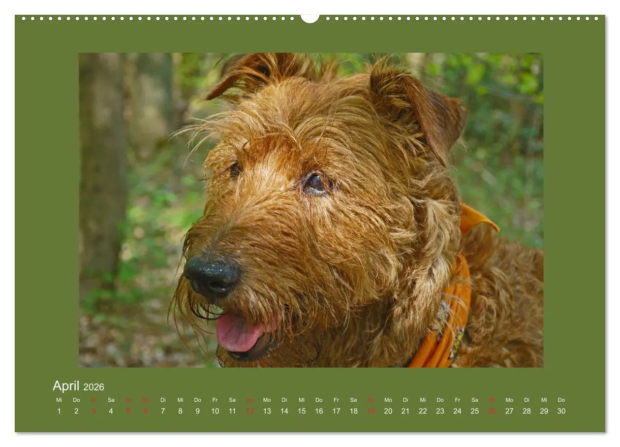 Bild: 9783457711378 | Kelly, der Irish Terrier - innen und außen aus Gold (hochwertiger...