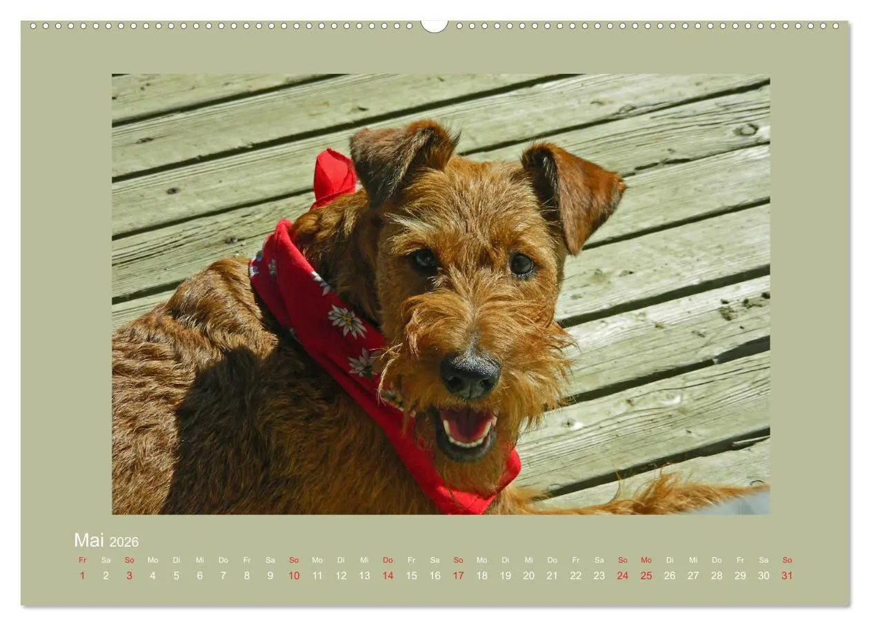 Bild: 9783457711378 | Kelly, der Irish Terrier - innen und außen aus Gold (hochwertiger...
